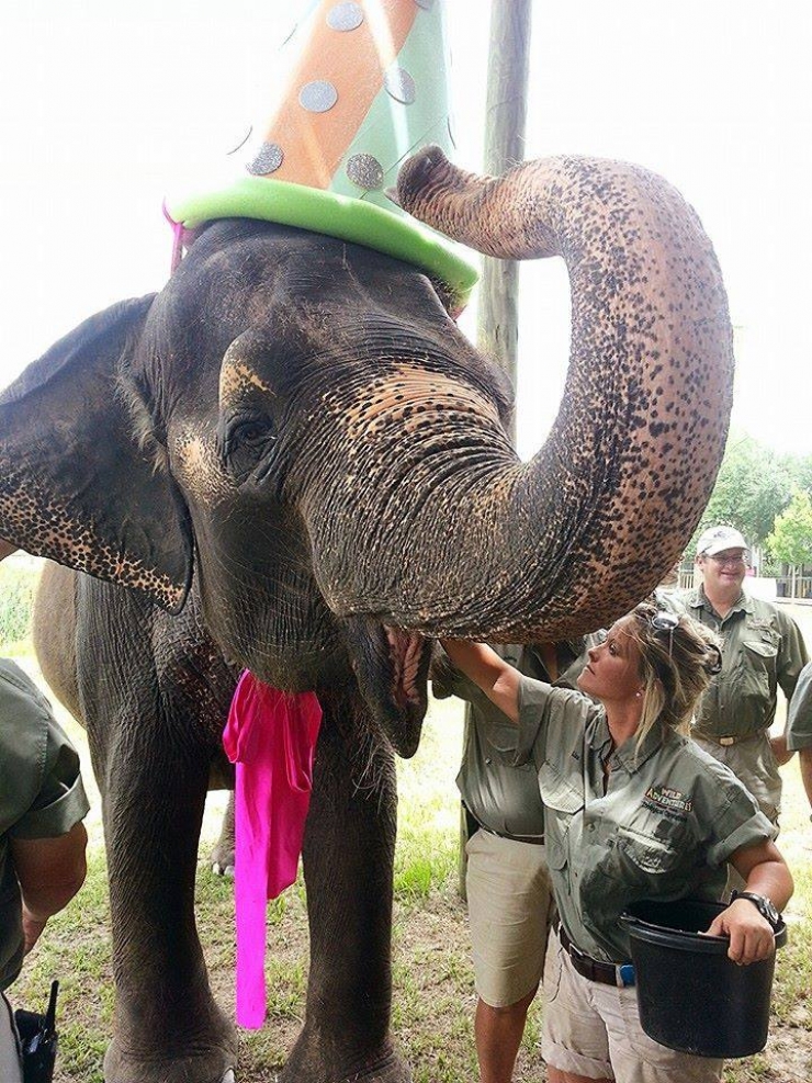 Illustration de l'article : 20 animaux ravis de fêter leur anniversaire