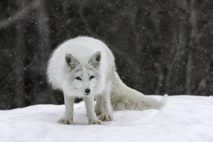 Illustration de l'article : 21 superbes photos d'animaux goûtant aux joies de l'hiver