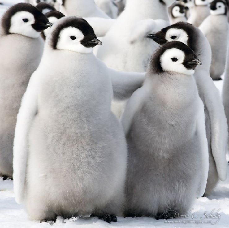Illustration de l'article : 21 superbes photos d'animaux goûtant aux joies de l'hiver