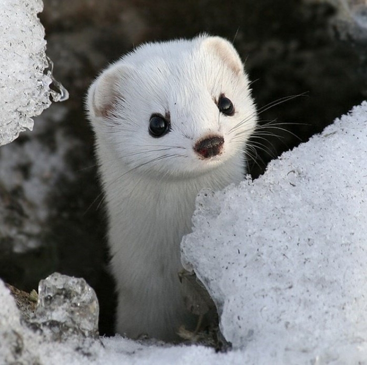 Illustration de l'article : 21 superbes photos d'animaux goûtant aux joies de l'hiver