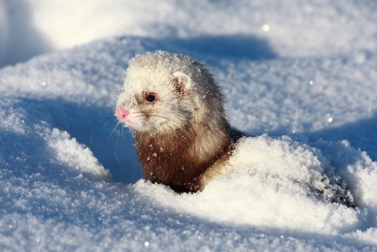 Illustration de l'article : 21 superbes photos d'animaux goûtant aux joies de l'hiver