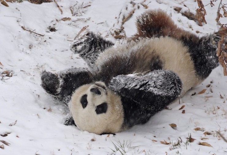 Illustration de l'article : 21 superbes photos d'animaux goûtant aux joies de l'hiver