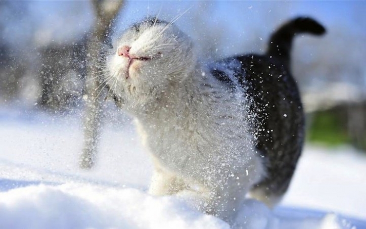 Illustration de l'article : 21 superbes photos d'animaux goûtant aux joies de l'hiver