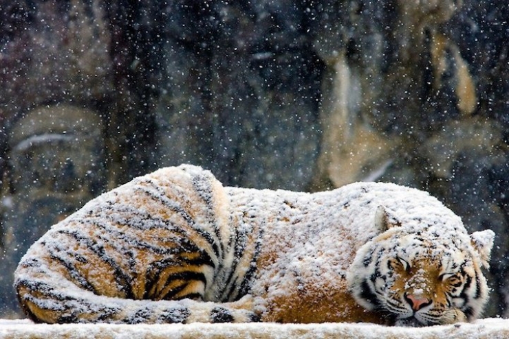 Illustration de l'article : 21 superbes photos d'animaux goûtant aux joies de l'hiver