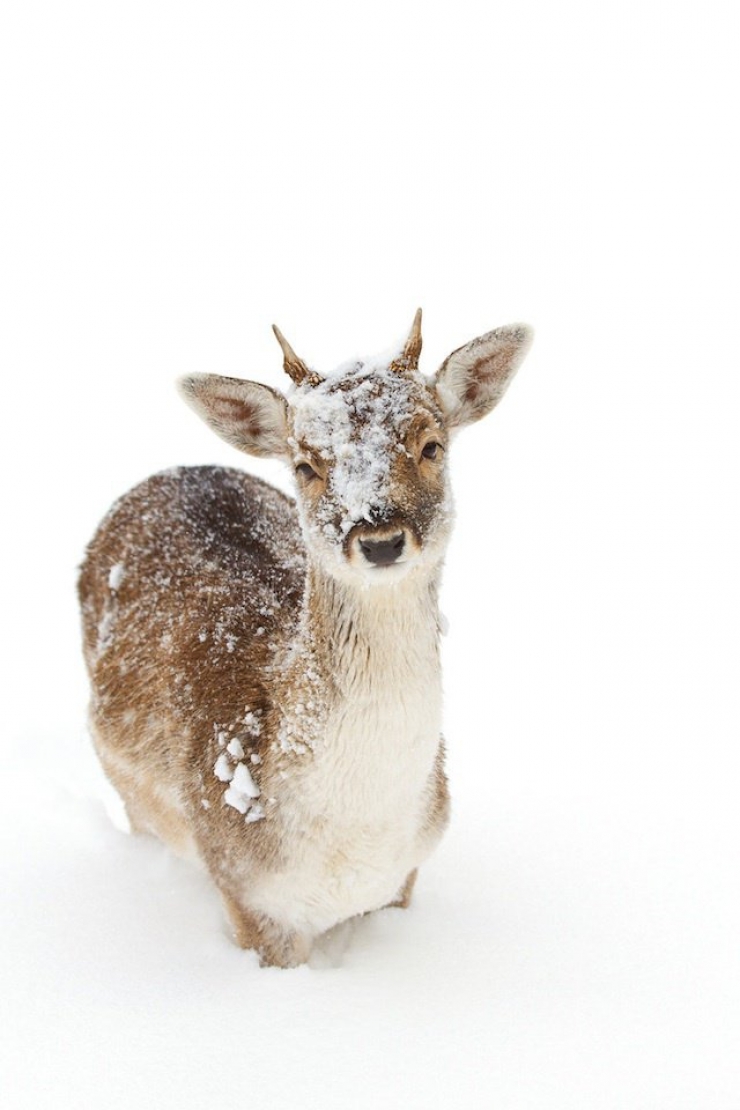 Illustration de l'article : 21 superbes photos d'animaux goûtant aux joies de l'hiver