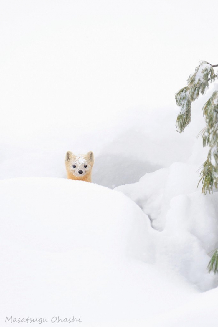 Illustration de l'article : 21 superbes photos d'animaux goûtant aux joies de l'hiver