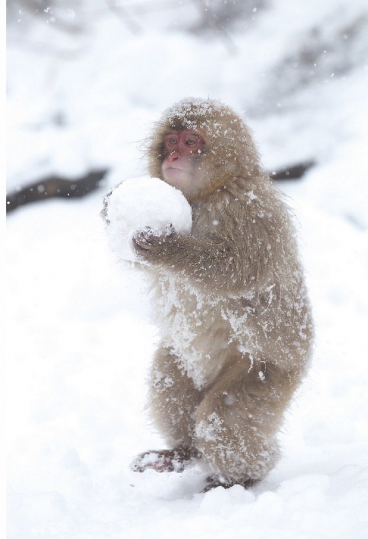 Illustration de l'article : 21 superbes photos d'animaux goûtant aux joies de l'hiver