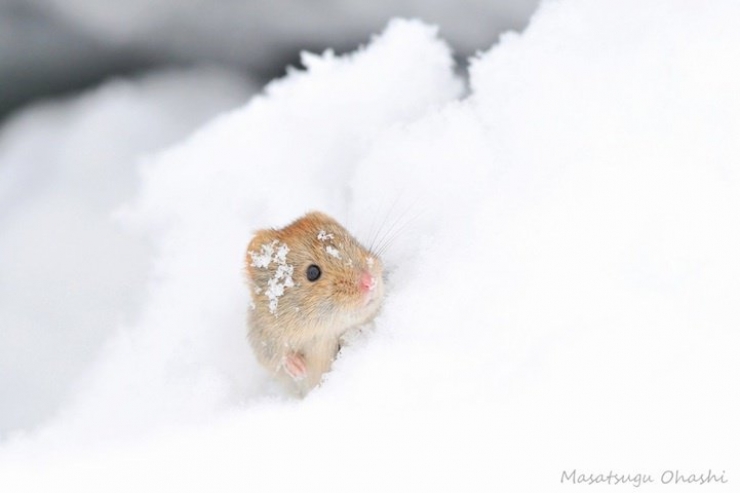 Illustration de l'article : 21 superbes photos d'animaux goûtant aux joies de l'hiver