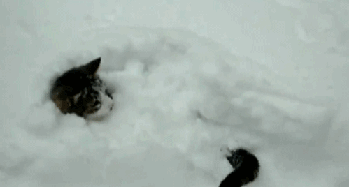 Illustration de l'article : 21 superbes photos d'animaux goûtant aux joies de l'hiver
