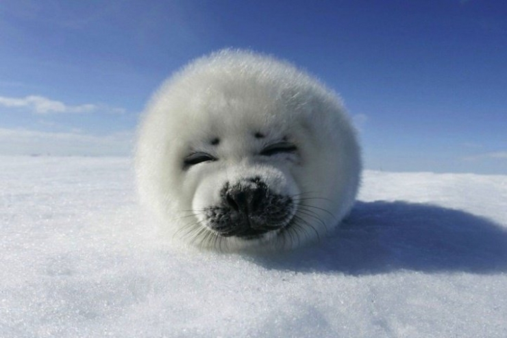 Illustration de l'article : 21 superbes photos d'animaux goûtant aux joies de l'hiver