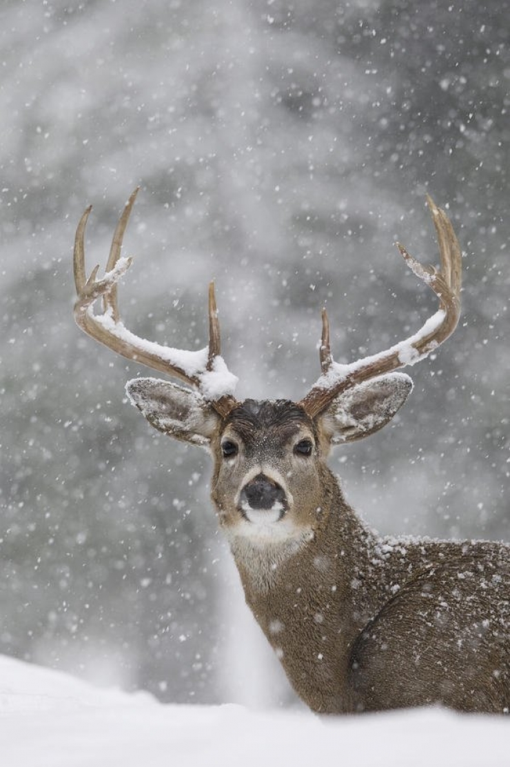 Illustration de l'article : 21 superbes photos d'animaux goûtant aux joies de l'hiver