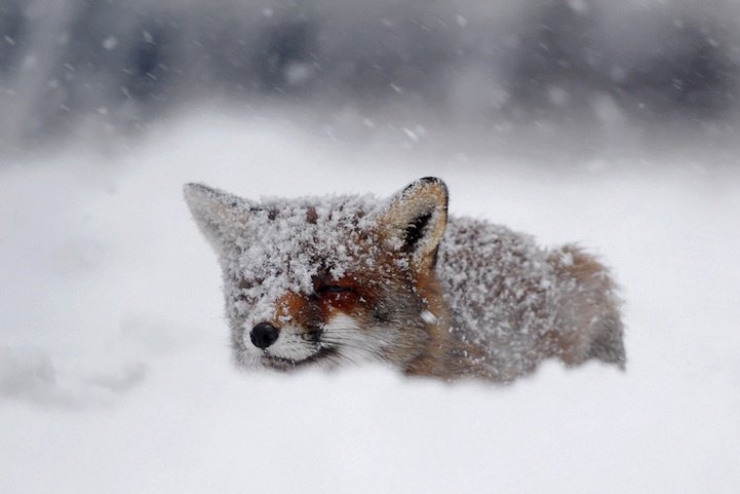 Illustration de l'article : 21 superbes photos d'animaux goûtant aux joies de l'hiver