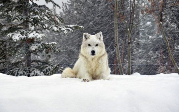Illustration de l'article : 21 superbes photos d'animaux goûtant aux joies de l'hiver