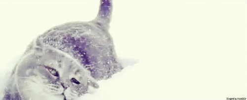 Illustration de l'article : 21 superbes photos d'animaux goûtant aux joies de l'hiver
