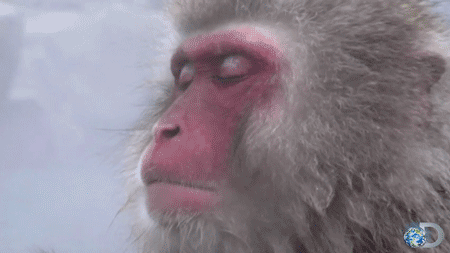 Illustration de l'article : 21 superbes photos d'animaux goûtant aux joies de l'hiver