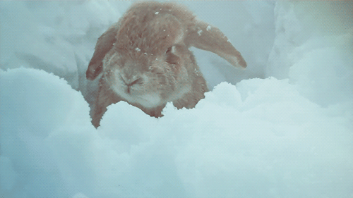 Illustration de l'article : 21 superbes photos d'animaux goûtant aux joies de l'hiver