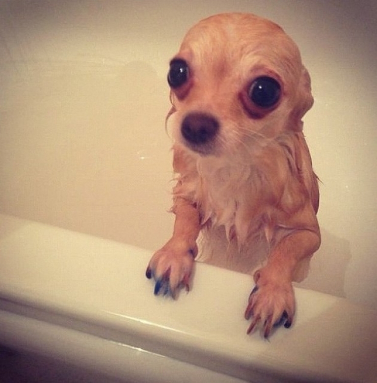 Illustration de l'article : Tellement mignons et drôles, ces 21 animaux qui prennent un bain