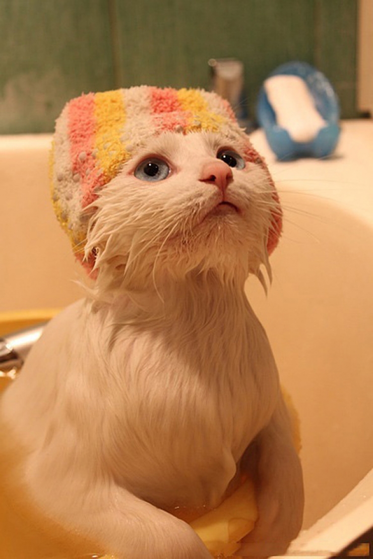 Télécharger gratuitement Images Tellement Mignons Et Droles Ces 21 Animaux Qui Prennent Un Bain actualisé salutations