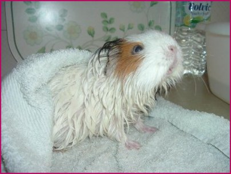 Illustration de l'article : Tellement mignons et drôles, ces 21 animaux qui prennent un bain