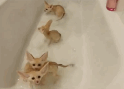 Illustration de l'article : Tellement mignons et drôles, ces 21 animaux qui prennent un bain