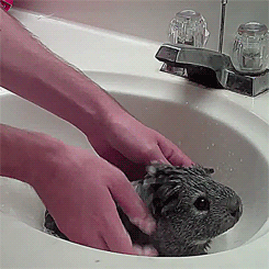 Illustration de l'article : Tellement mignons et drôles, ces 21 animaux qui prennent un bain