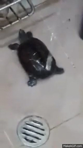 Illustration de l'article : Tellement mignons et drôles, ces 21 animaux qui prennent un bain