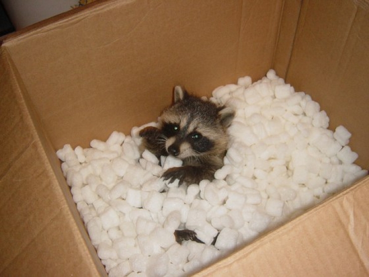 Illustration de l'article : Le raton laveur dans tous ses états : 12 adorables images