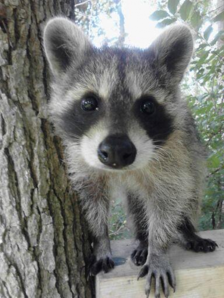 Illustration de l'article : Le raton laveur dans tous ses états : 12 adorables images