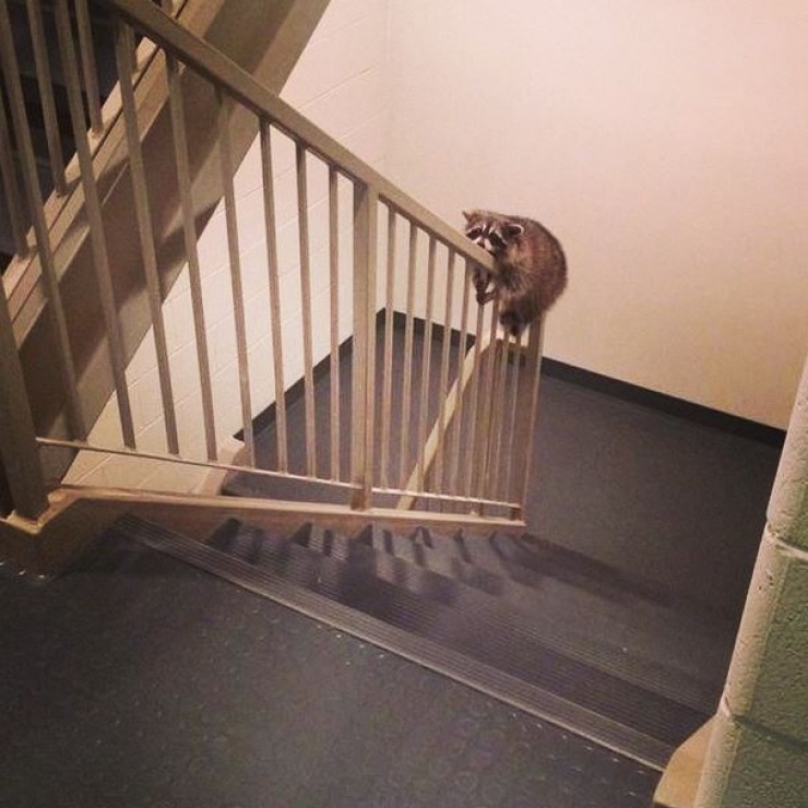 Illustration de l'article : Le raton laveur dans tous ses états : 12 adorables images