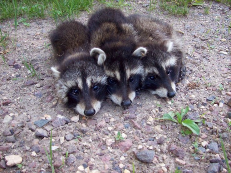 Illustration de l'article : Le raton laveur dans tous ses états : 12 adorables images