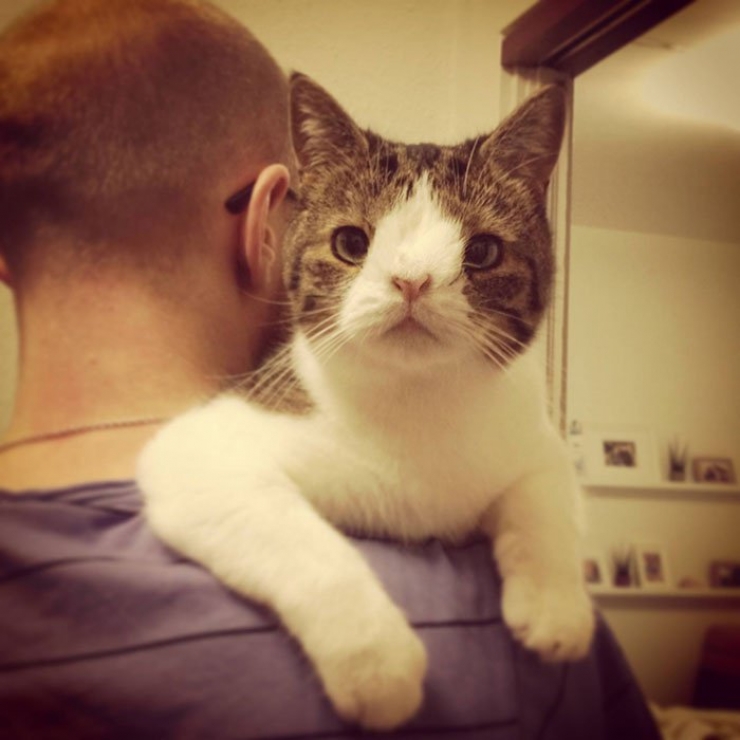 Illustration de l'article : Monty, un chat pas comme les autres devenu la vedette du Web