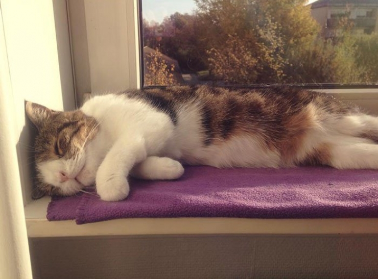 Illustration de l'article : Monty, un chat pas comme les autres devenu la vedette du Web