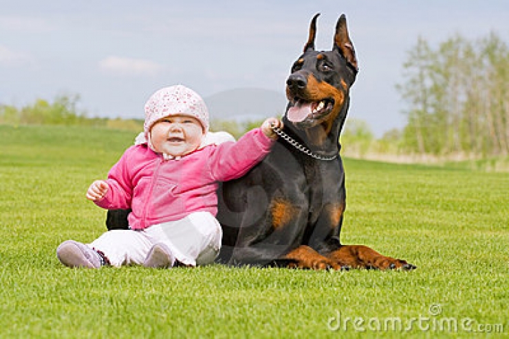 Illustration de l'article : 100 % tendresse : ces 18 grands chiens qui adorent les enfants