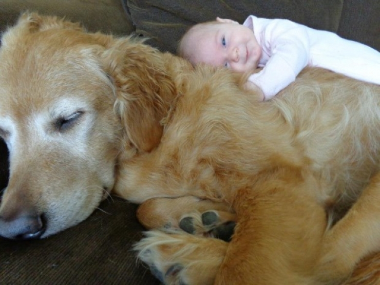 Illustration de l'article : 100 % tendresse : ces 18 grands chiens qui adorent les enfants