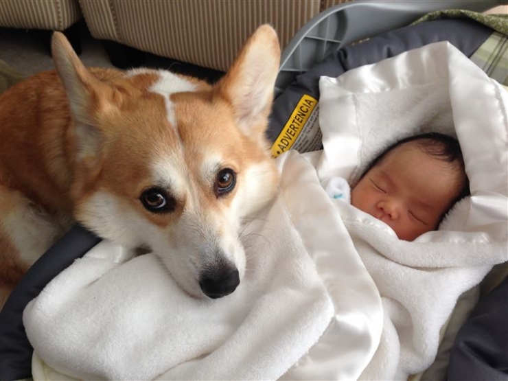 Illustration de l'article : 100 % tendresse : ces 18 grands chiens qui adorent les enfants