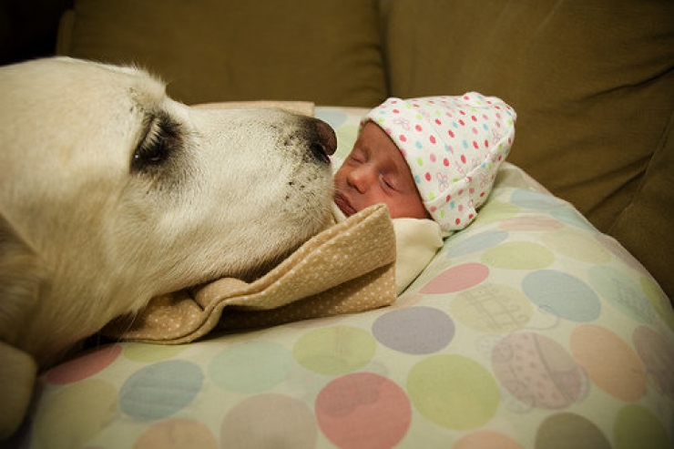 Illustration de l'article : 100 % tendresse : ces 18 grands chiens qui adorent les enfants
