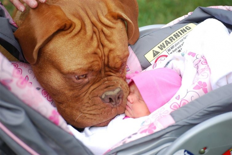 Illustration de l'article : 100 % tendresse : ces 18 grands chiens qui adorent les enfants