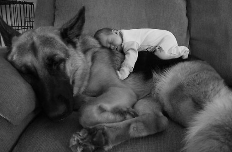 Illustration de l'article : 100 % tendresse : ces 18 grands chiens qui adorent les enfants