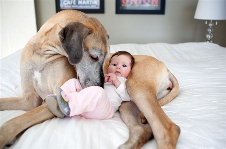 Illustration de l'article : 100 % tendresse : ces 18 grands chiens qui adorent les enfants