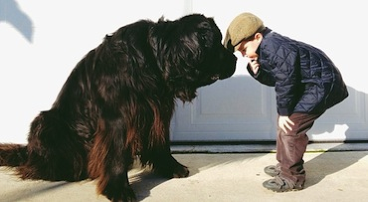 Illustration de l'article : 100 % tendresse : ces 18 grands chiens qui adorent les enfants