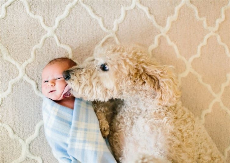 Illustration de l'article : 100 % tendresse : ces 18 grands chiens qui adorent les enfants