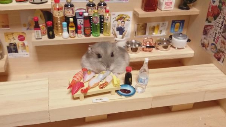 Illustration de l'article : Barmen ou restaurateurs, ces hamsters attendent leurs clients