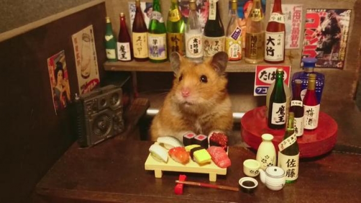 Illustration de l'article : Barmen ou restaurateurs, ces hamsters attendent leurs clients