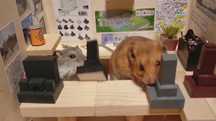 Illustration de l'article : Barmen ou restaurateurs, ces hamsters attendent leurs clients