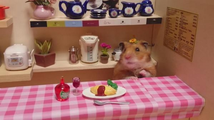 Illustration de l'article : Barmen ou restaurateurs, ces hamsters attendent leurs clients