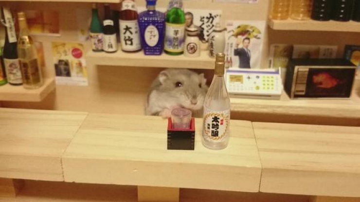 Illustration de l'article : Barmen ou restaurateurs, ces hamsters attendent leurs clients