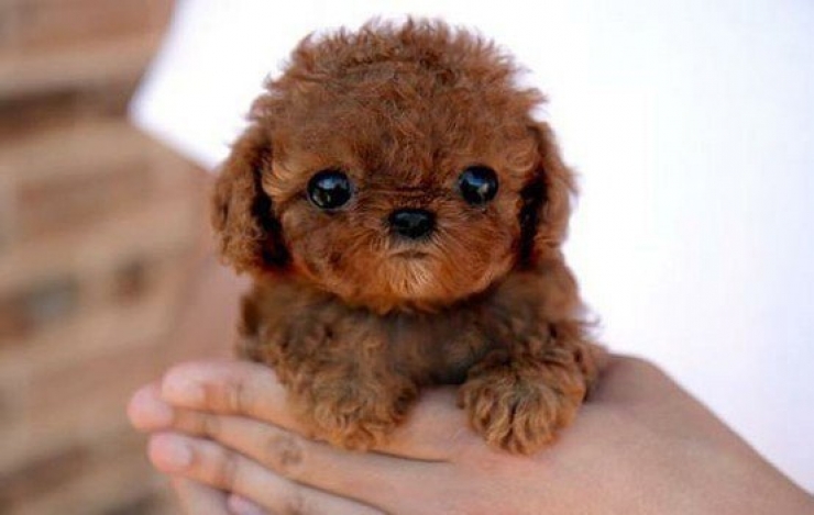 Illustration de l'article : Faites le plein de bonne humeur avec ces 26 photos de chiots ultra mignons