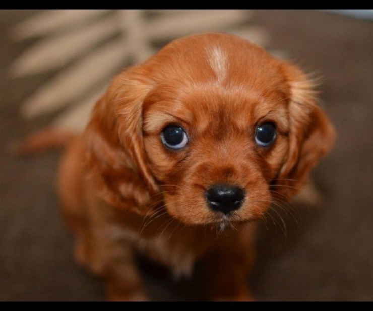 Illustration de l'article : Faites le plein de bonne humeur avec ces 26 photos de chiots ultra mignons