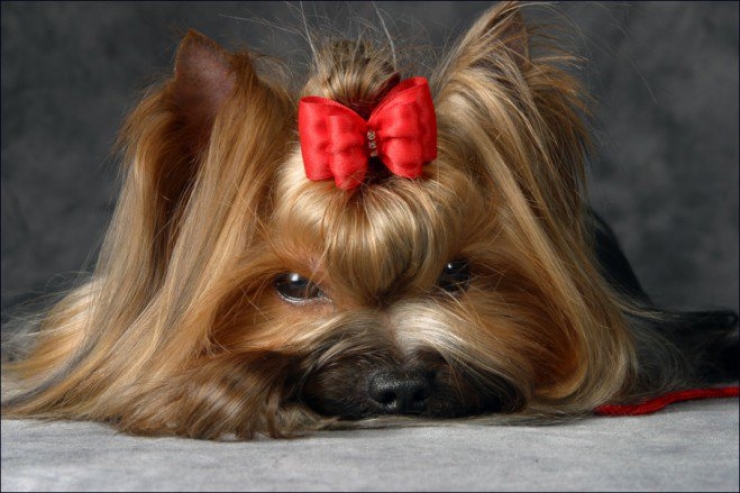 Illustration de l'article : Faites le plein de bonne humeur avec ces 26 photos de chiots ultra mignons