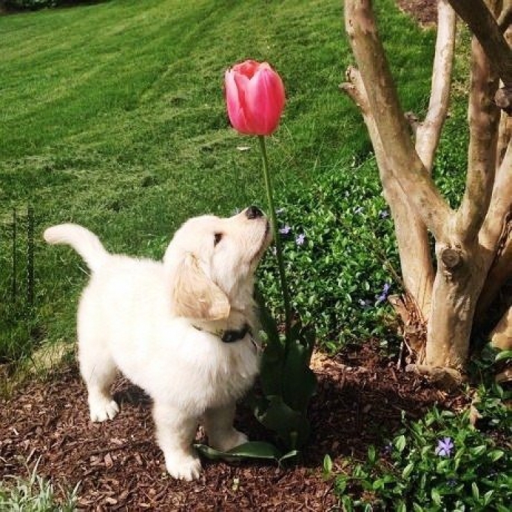 Illustration de l'article : Faites le plein de bonne humeur avec ces 26 photos de chiots ultra mignons